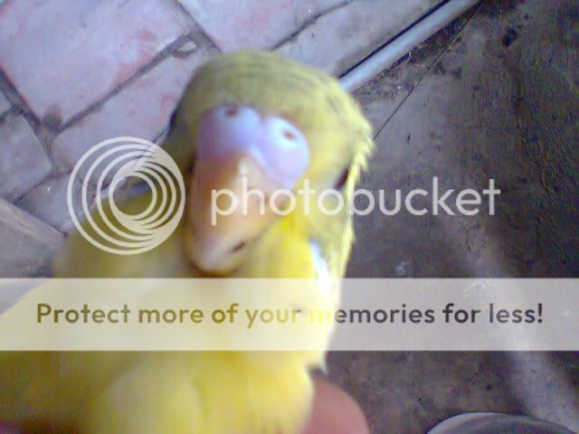 Phân biệt dùm giới tính 2 con Yến Phụng này( có ảnh)