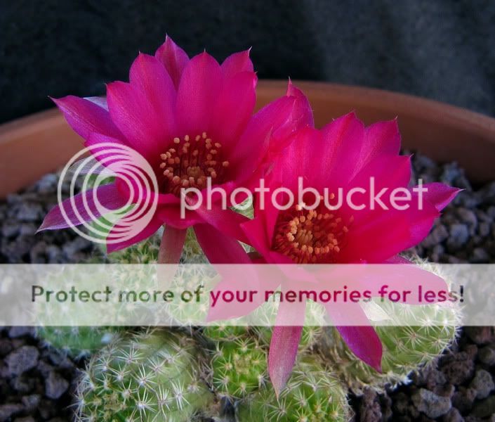 Chamaecereus silvestris fiore viola Pictures, Images and Photos