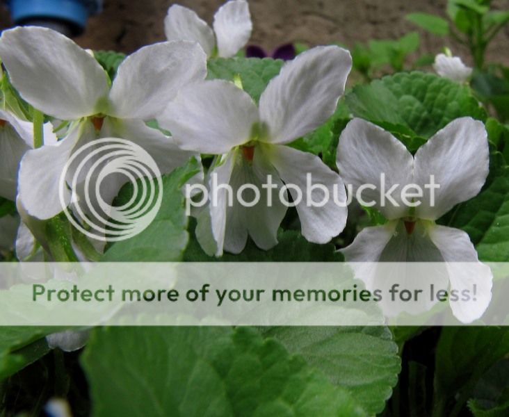 img_1257-qpr_zps4f6ab8e0.jpg