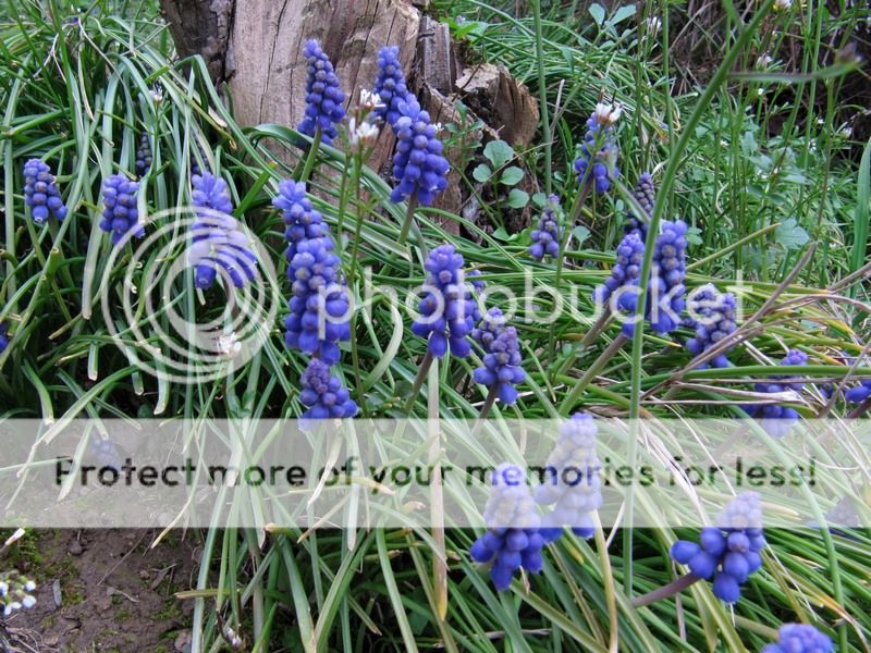img_1263-qpr_zps86639093.jpg