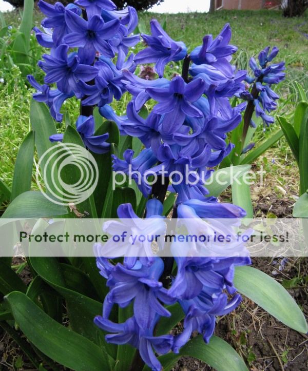 img_1269-qpr_zps173be780.jpg
