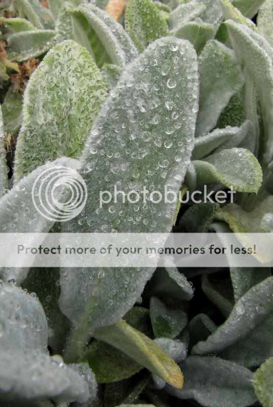 img_7722-qpr.jpg